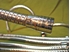 Picture of Atlas 12" Gooseneck